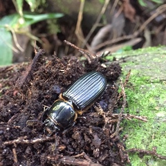 Passalus