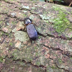 Passalus
