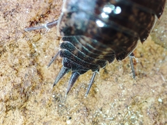 Porcellionides sexfasciatus sexfasciatus