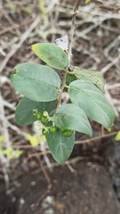 Myriopus psilostachya