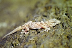 Tarentola boettgeri