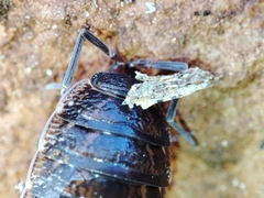 Porcellionides sexfasciatus sexfasciatus