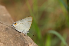 Hypolycaena erylus