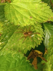 Dolomedes