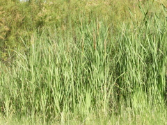 Typha domingensis