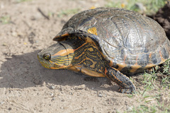 Trachemys dorbigni