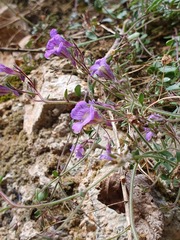 Chaenorhinum origanifolium