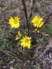 Chrysopsidinae