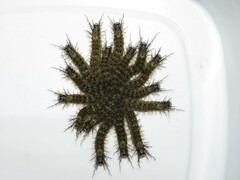 Hemileucinae