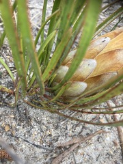 Protea aspera
