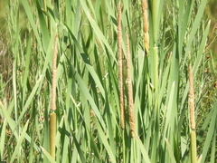 Typha domingensis