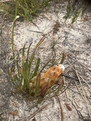Protea aspera