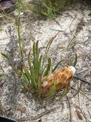 Protea aspera