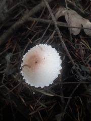 Lepiota ignivolvata