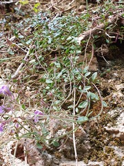 Chaenorhinum origanifolium