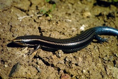 Chalcides sexlineatus sexlineatus