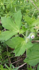 Geranium thunbergii