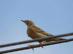 Anthus godlewskii