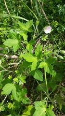 Geranium thunbergii