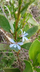 Scaevola angustata