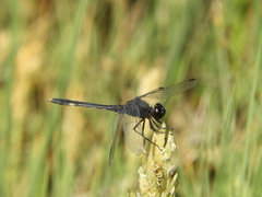 Erythrodiplax nigricans