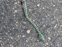 Philothamnus semivariegatus