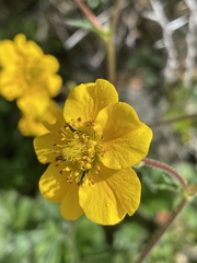 Geum magellanicum