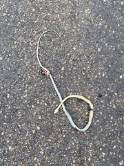 Philothamnus semivariegatus