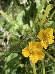 Geum magellanicum