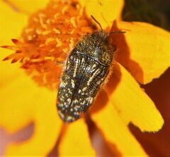 Acmaeodera mudgei