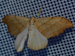 Falcaria lacertinaria