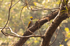 Chrysocolaptes festivus