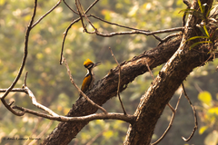 Chrysocolaptes festivus