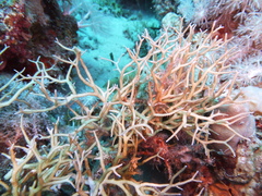Ophiothrix