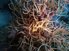 Ophiothrix