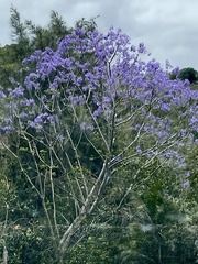Jacaranda mimosifolia