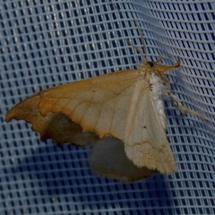 Falcaria lacertinaria