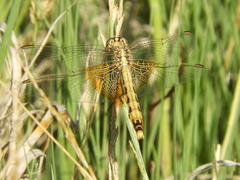 Erythrodiplax corallina