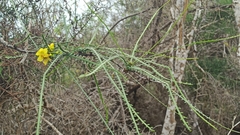 Parkinsonia aculeata