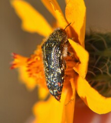 Acmaeodera mudgei
