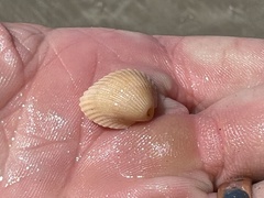 Anadara brasiliana