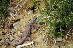 Gallotia stehlini