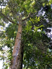Quercus humboldtii