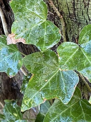 Hedera helix