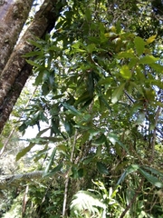 Quercus humboldtii