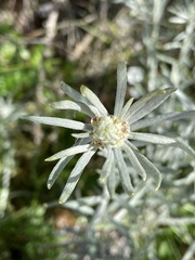 Senecio patagonicus