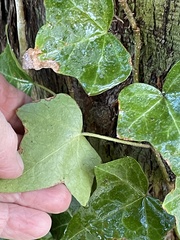 Hedera helix