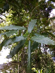 Quercus humboldtii