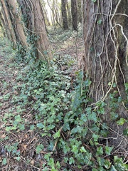 Hedera helix