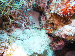 Koumansetta hoesei